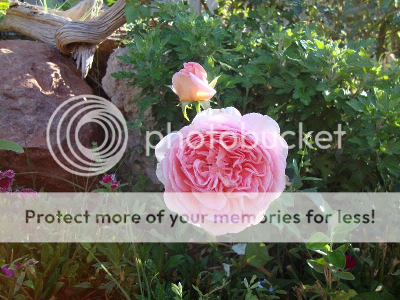 Abraham Darby and bud